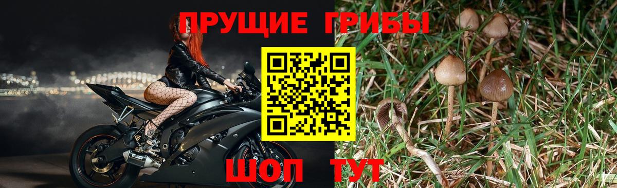 Псилоцибиновые грибы Psilocybe Верхний Уфалей